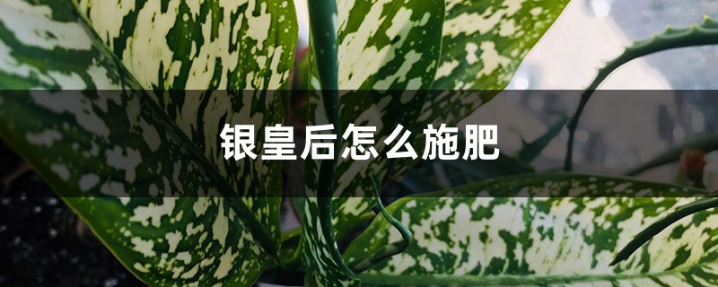 银皇后怎么施肥 银皇后怎么施肥