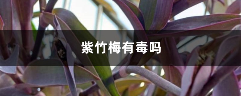 紫竹梅有毒吗 紫竹梅有毒吗