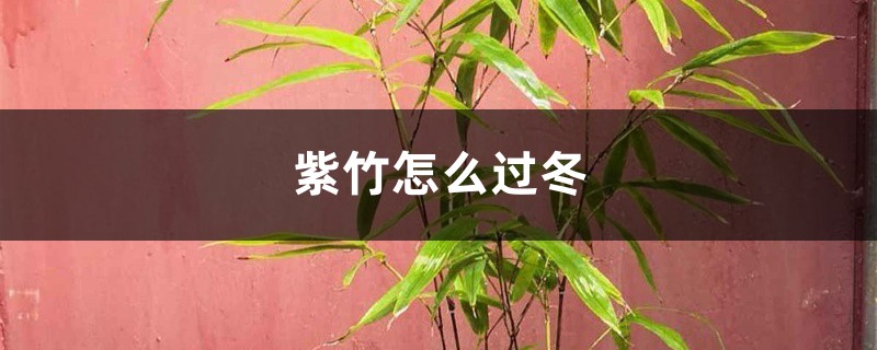 紫竹怎么过冬 紫竹怎么过冬