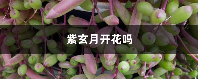 紫玄月开花吗 紫玄月开花吗