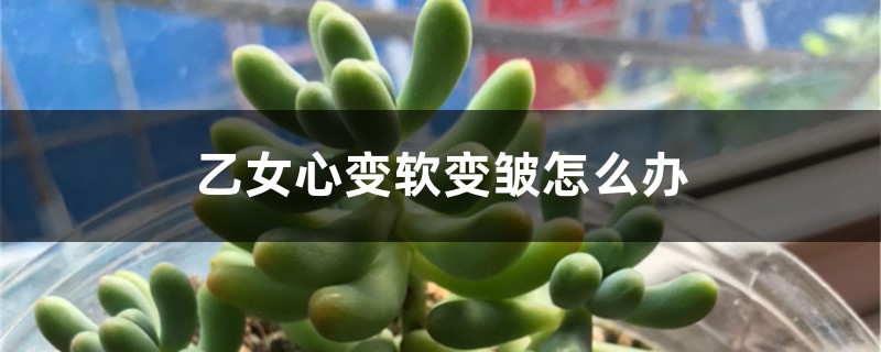 乙女心变软变皱怎么办 乙女心变软变皱怎么办