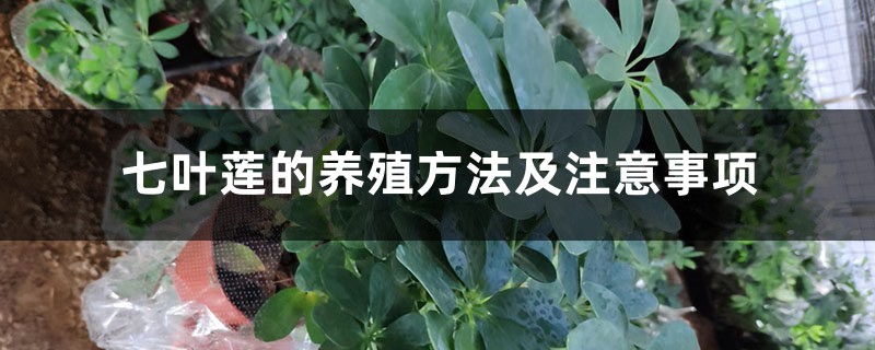 七叶莲的养殖方法及注意事项