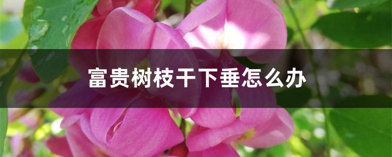 富贵树枝干下垂怎么办 富贵树枝干下垂怎么办