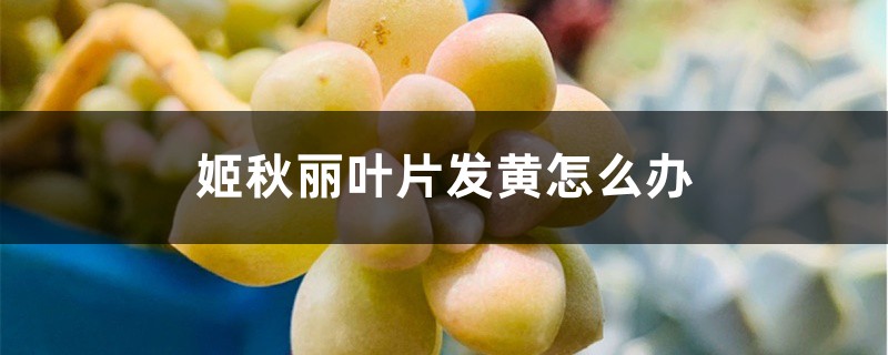 姬秋丽叶片发黄怎么办 姬秋丽叶片发黄怎么办
