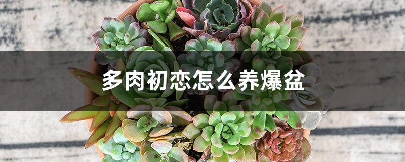 多肉初恋怎么养爆盆 多肉初恋怎么养爆盆