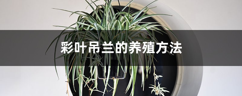 彩叶吊兰的养殖方法 彩叶吊兰的养殖方法