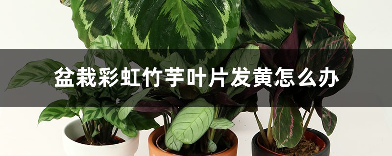 盆栽彩虹竹芋叶片发黄怎么办 盆栽彩虹竹芋叶片发黄怎么办
