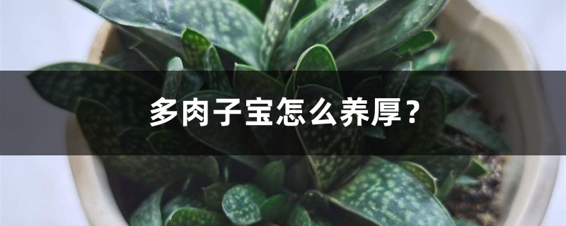 多肉子宝怎么养厚? 多肉子宝怎么养厚?
