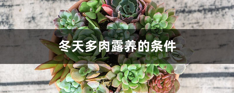 冬天多肉露养的条件 冬天多肉露养的条件