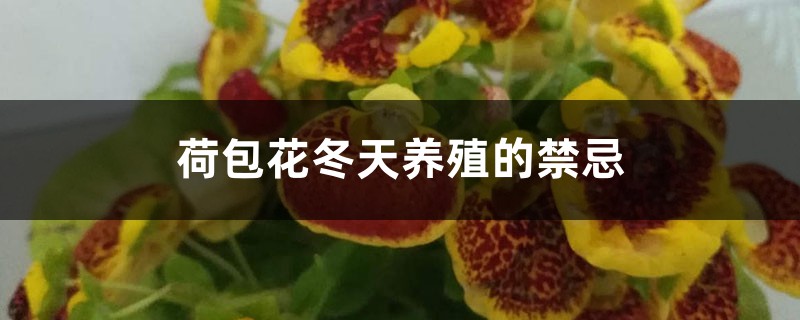 荷包花冬天养殖的禁忌 荷包花冬天养殖的禁忌