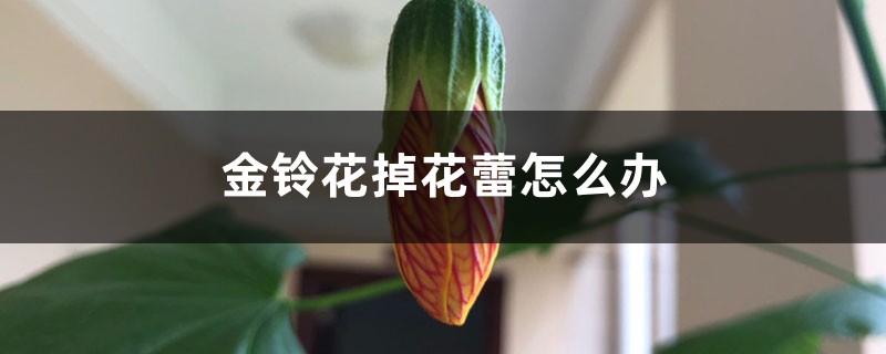 金铃花掉花蕾怎么办 金铃花掉花蕾怎么办