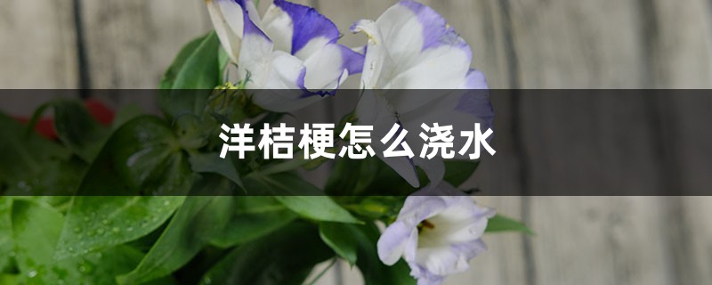 洋桔梗怎么浇水 洋桔梗怎么浇水