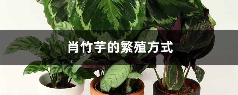 肖竹芋的繁殖方式 肖竹芋的繁殖方式