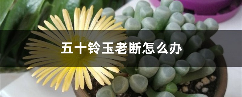 五十铃玉老断怎么办 五十铃玉老断怎么办