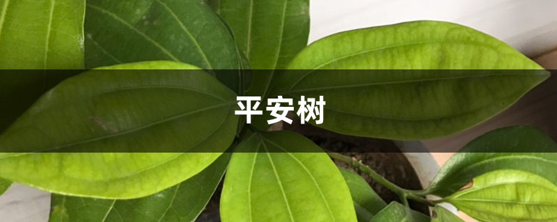 平安树叶子发黑怎么办,找到原因好解决! 平安树叶子发黑怎么办,找到原因好解决!