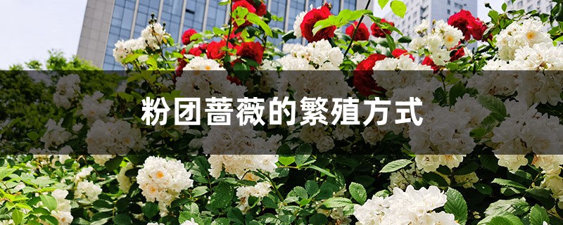 粉团蔷薇的繁殖方式 粉团蔷薇的繁殖方式