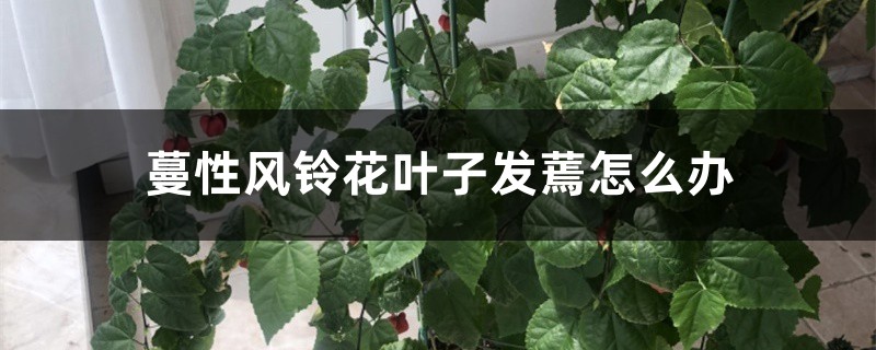 蔓性风铃花叶子发蔫怎么办 蔓性风铃花叶子发蔫怎么办