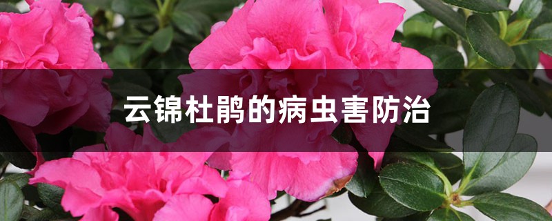 云锦杜鹃的病虫害防治 云锦杜鹃的病虫害防治