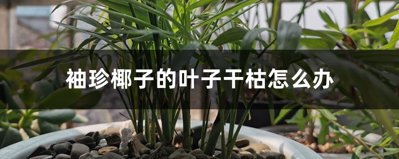 袖珍椰子的叶子干枯怎么办 袖珍椰子的叶子干枯怎么办
