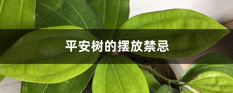 平安树的摆放禁忌 平安树的摆放禁忌