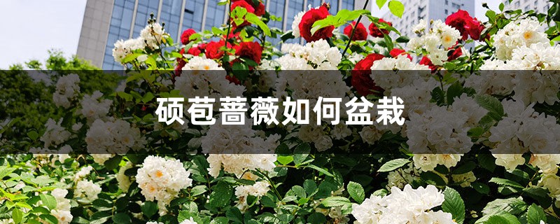 硕苞蔷薇如何盆栽 硕苞蔷薇如何盆栽