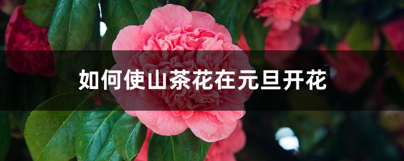 如何使山茶花在元旦开花 如何使山茶花在元旦开花