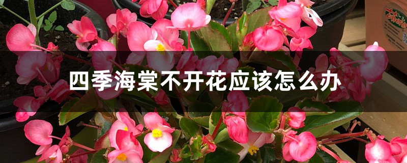 四季海棠不开花应该怎么办 四季海棠不开花应该怎么办