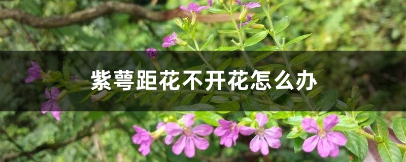 紫萼距花不开花怎么办 紫萼距花不开花怎么办