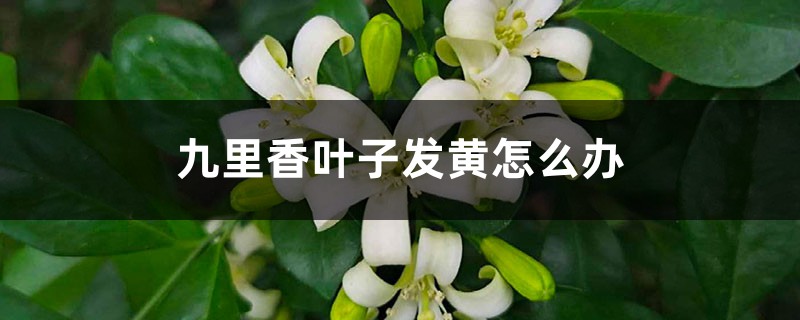 九里香叶子发黄怎么办 九里香叶子发黄怎么办
