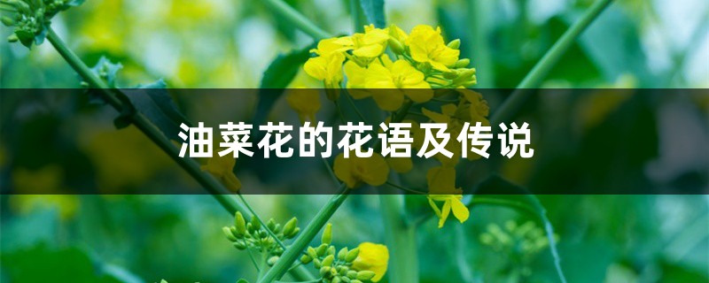 油菜花的花语及传说 油菜花的花语及传说