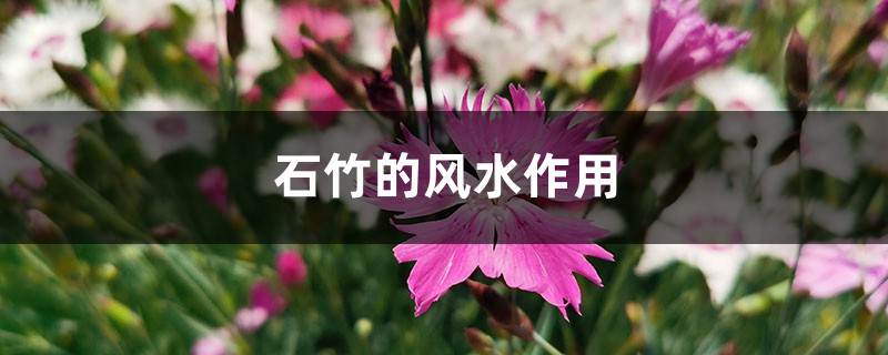 石竹的风水作用 石竹的风水作用