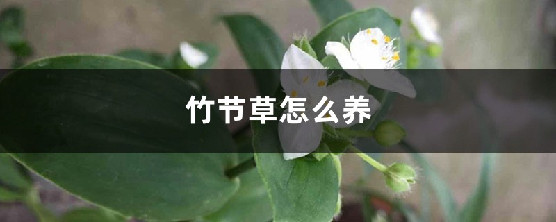 竹节草怎么养 竹节草怎么养