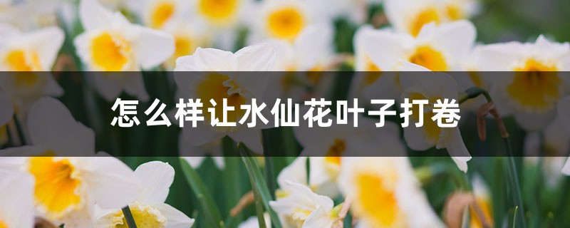 怎么样让水仙花叶子打卷 怎么样让水仙花叶子打卷