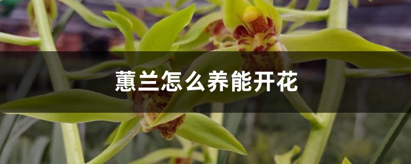 蕙兰怎么养能开花 蕙兰怎么养能开花