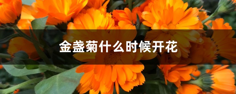 金盏菊什么时候开花 金盏菊什么时候开花