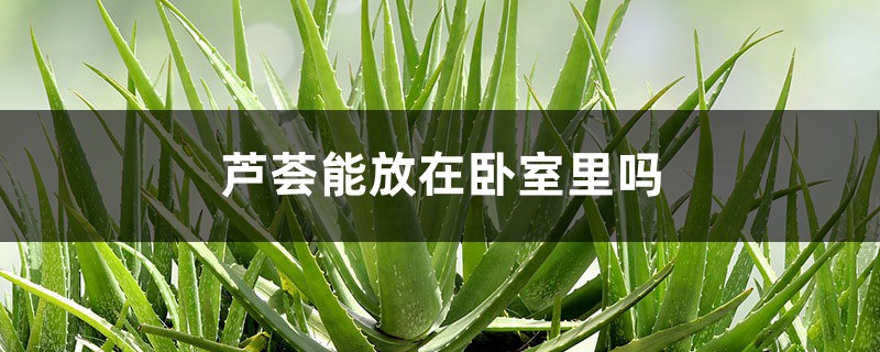 芦荟能放在卧室里吗 芦荟能放在卧室里吗