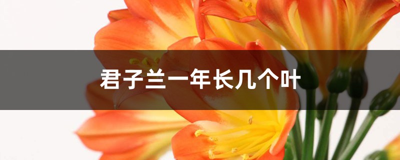 君子兰一年长几个叶 君子兰一年长几个叶
