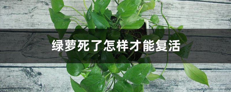 绿萝秃的只剩梗?学会这一招,起死回生再爆10盆! 绿萝秃的只剩梗?学会这一招,起死回生再爆10盆!