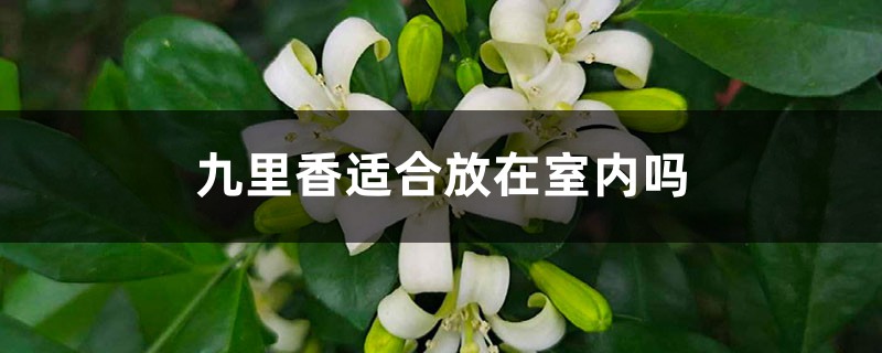 九里香适合放在室内吗 九里香适合放在室内吗