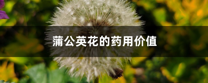 蒲公英花的药用价值 蒲公英花的药用价值