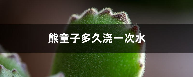 熊童子多久浇一次水