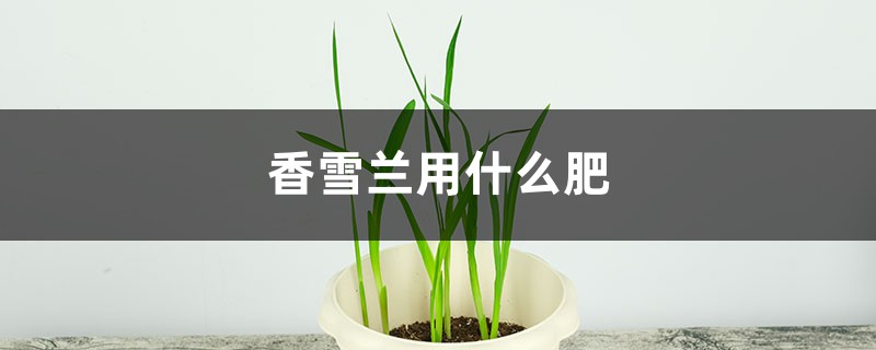 香雪兰用什么肥