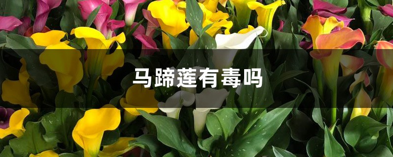 马蹄莲有毒吗 马蹄莲有毒吗