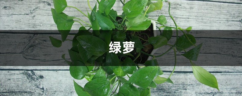 绿萝栀子…总发黄?神仙水里泡一下,叶子油亮疯狂开花! 绿萝栀子…总发黄?神仙水里泡一下,叶子油亮疯狂开花!