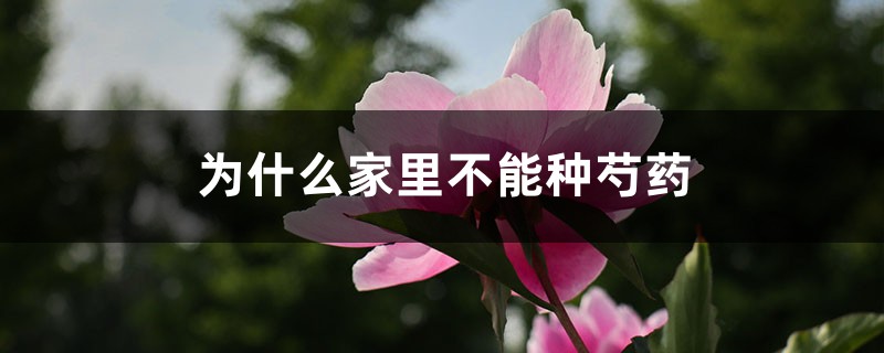 为什么家里不能种芍药 为什么家里不能种芍药