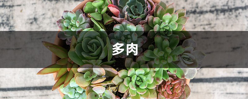 多肉老桩太贵了!只需4步,小苗立马变老桩,不花1分钱! 多肉老桩太贵了!只需4步,小苗立马变老桩,不花1分钱!