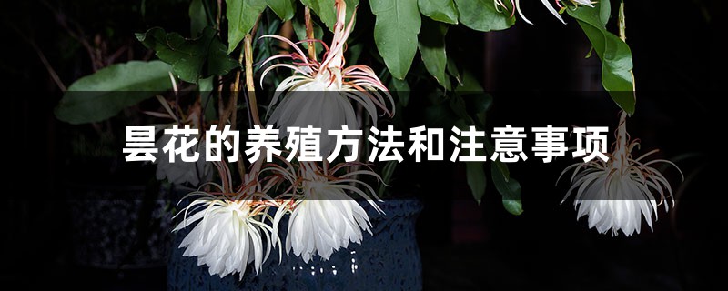 昙花的养殖方法和注意事项 昙花的养殖方法和注意事项