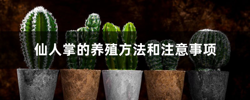 仙人掌的养殖方法和注意事项 仙人掌的养殖方法和注意事项