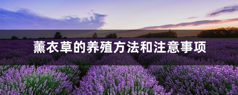 薰衣草的养殖方法和注意事项 薰衣草的养殖方法和注意事项