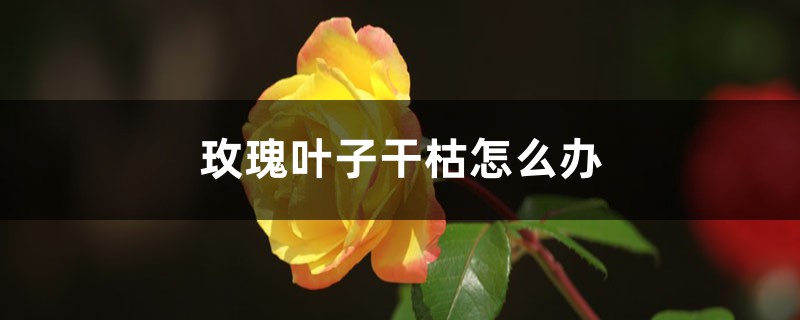 玫瑰叶子干枯怎么办 玫瑰叶子干枯怎么办
